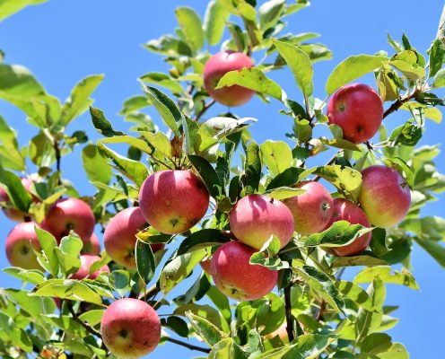Apfelbaum