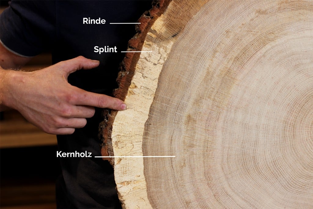 Baumscheibe Splintholz Kernholz Eichenholz Details