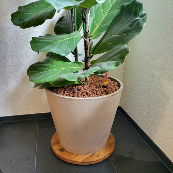 Support À Plantes À Roulettes En Bois Massif, En Chêne
